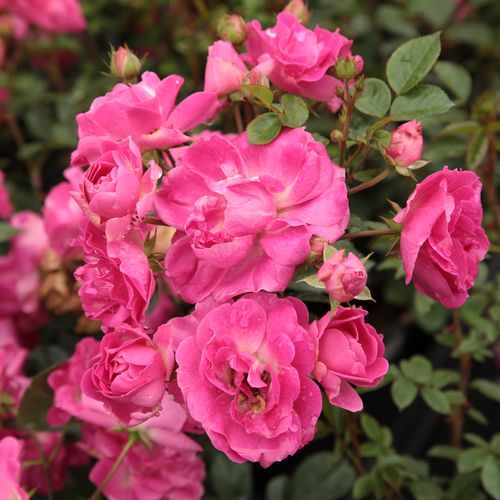 Trandafiri online - trandafir pentru straturi Polyantha - roz - Rosa Lippay János - fără parfum - Márk Gergely - ,-